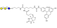 Isoglobotriose (iGb3) linked to biotin and fluorescein (Linker-BT-FLUO A)