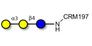 Isoglobotriose (iGb3) grafted on CRM197