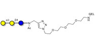 Isoglobotriose (iGb3) grafted on gel for affinity chromatography (Linker-GEL A)
