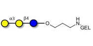Isoglobotriose (iGb3) grafted on gel for affinity chromatography (Linker-GEL B)