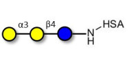 Isoglobotriose (iGb3) grafted on HSA