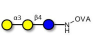 Isoglobotriose (iGb3) grafted on OVA