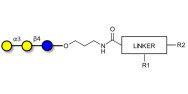 Isoglobotriose (iGb3) with customizable dual functionalization 