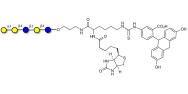 Galili antigen pentaose linked to biotin and fluorescein (Linker-BT-FLUO A)