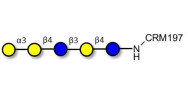 Galili antigen pentaose grafted on CRM197