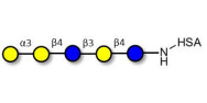 Galili antigen pentaose grafted on HSA
