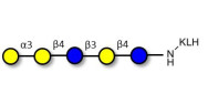 Galili antigen pentaose grafted on KLH