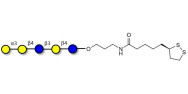 Galili antigen pentaose with cyclic di-thiol (Linker-LIPO A)