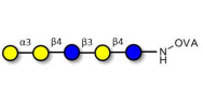 Galili antigen pentaose grafted on OVA