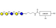 Galili antigen pentaose with customizable dual functionalization 