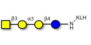Isoglobotetraose (iGb4) grafted on KLH