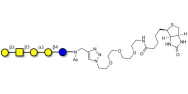 Isoglobopentaose (iGb5) linked to biotin (Linker-BT A)