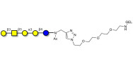 Isoglobopentaose (iGb5) grafted on gel for affinity chromatography (Linker-GEL A)