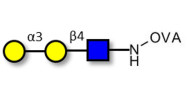 Xeno antigen type 2 / Galili antigen triose grafted on OVA