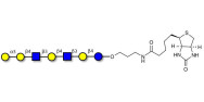 Galili antigen heptaose linked to biotin (Linker-BT B)