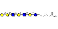 Galili antigen heptaose grafted on gel for affinity chromatography (Linker-GEL B)