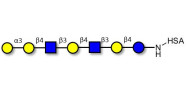 Galili antigen heptaose grafted on HSA
