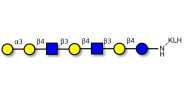 Galili antigen heptaose grafted on KLH