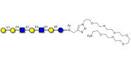 Galili antigen heptaose with free terminal amine (Linker-NH2 C)
