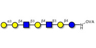 Galili antigen heptaose grafted on OVA