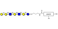 Galili antigen heptaose with customizable dual functionalization 