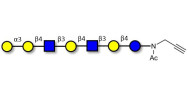 Galili antigen heptaose with terminal alkyne (Linker-CΞCH A)