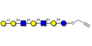 Galili antigen heptaose with terminal alkyne (Linker-CΞCH B)