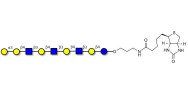 Galili antigen nonaose linked to biotin (Linker-BT B)