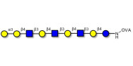 Galili antigen nonaose grafted on OVA