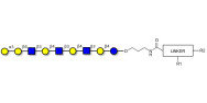 Galili antigen nonaose with customizable dual functionalization 