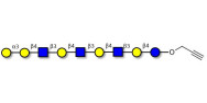 Galili antigen nonaose with terminal alkyne (Linker-CΞCH B)