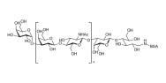 Galili antigen undecaose grafted on BSA