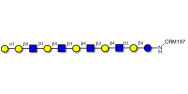 Galili antigen undecaose grafted on CRM197