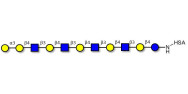 Galili antigen undecaose grafted on HSA