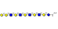 Galili antigen undecaose grafted on KLH