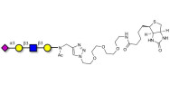 Sialylated tetraose type 1 linked to biotin (Linker-BT A)