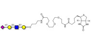 Sialylated tetraose type 1 linked to biotin (Linker-BT C)
