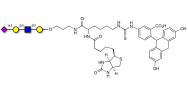 Sialylated tetraose type 1 linked to biotin and fluorescein (Linker-BT-FLUO A)