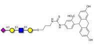 Sialylated tetraose type 1 linked to fluorescein (Linker-FLUO A)