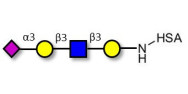 Sialylated tetraose type 1 grafted on HSA