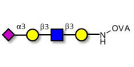 Sialylated tetraose type 1 grafted on OVA