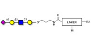 Sialylated tetraose type 1 with customizable dual functionalization 