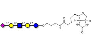 LS-Tetrasaccharide a (LSTa)  linked to biotin (Linker-BT B)