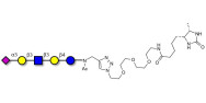 LS-Tetrasaccharide a (LSTa)  linked to desthiobiotin (Linker-DBT-A)
