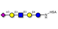 LS-Tetrasaccharide a (LSTa)  grafted on HSA