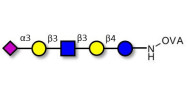 LS-Tetrasaccharide a (LSTa)  grafted on OVA