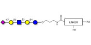 LS-Tetrasaccharide a (LSTa)  with customizable dual functionalization 