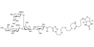 GM2 Ganglioside oligosaccharide linked to biotin (Linker-BT A)