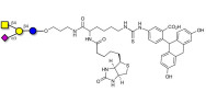 GM2 Ganglioside oligosaccharide linked to biotin and fluorescein (Linker-BT-FLUO A)