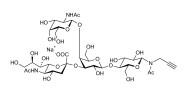 GM2 Ganglioside oligosaccharide with terminal alkyne (Linker-CΞCH A)